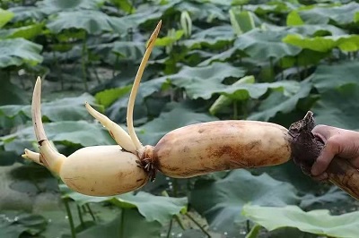 华逸府联手湖北洪湖藕、江永芋头，为您带来健康原生态食材